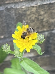 Apis mellifera