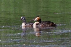Podiceps cristatus