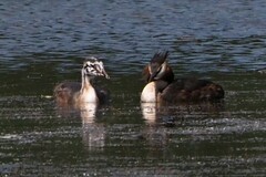Podiceps cristatus