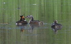 Podiceps cristatus
