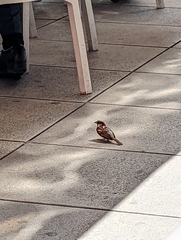 Passer domesticus