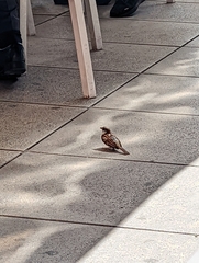Passer domesticus