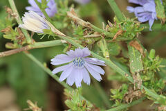 Cichorium intybus