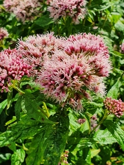 Eupatorium cannabinum