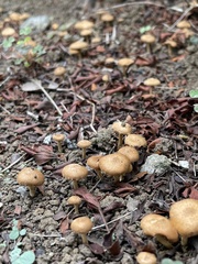 Fungi