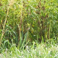 Acrocephalus palustris