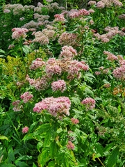 Eupatorium cannabinum