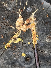 Dacrymyces capitatus