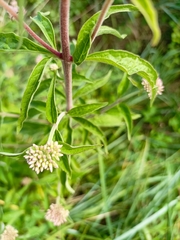Eupatorium cannabinum
