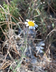 Anthemis