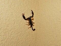 Euscorpius