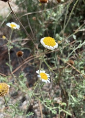 Anthemis