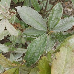 Golovinomyces cichoracearum