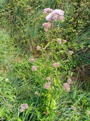 Eupatorium cannabinum