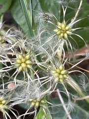Clematis vitalba