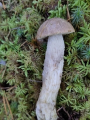 Leccinum holopus