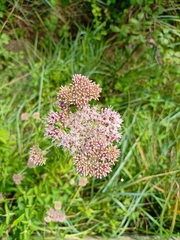 Eupatorium cannabinum
