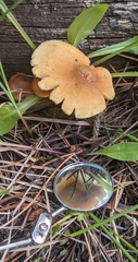 Gymnopilus penetrans