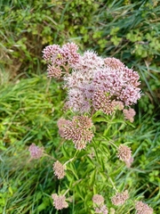 Eupatorium cannabinum