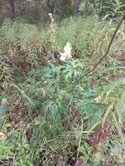 Aconitum barbatum