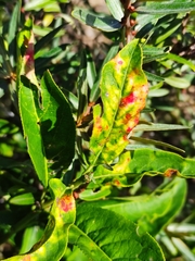 Euonymus europaeus