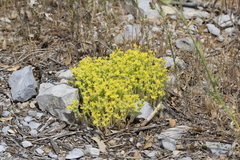 Sedum acre