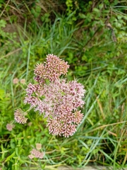 Eupatorium cannabinum