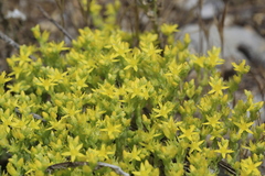 Sedum acre