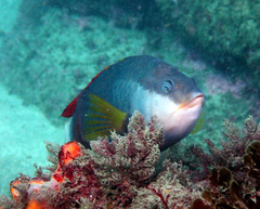 Notolabrus gymnogenis