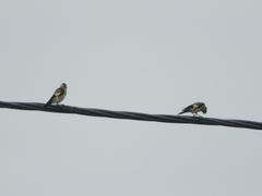 Carduelis carduelis