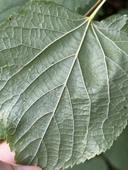 Tilia cordata