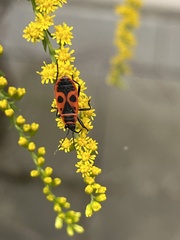 Pyrrhocoris apterus