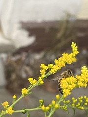 Apis mellifera