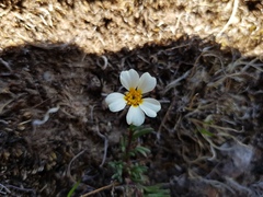 Thymophylla aurantiaca