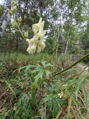 Aconitum barbatum