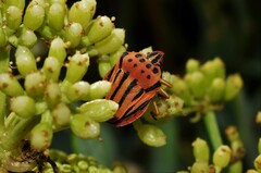Graphosoma semipunctatum