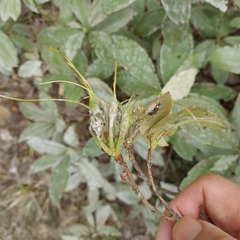 Golovinomyces cichoracearum