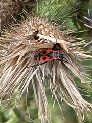 Pyrrhocoris apterus