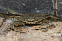 Callinectes sapidus