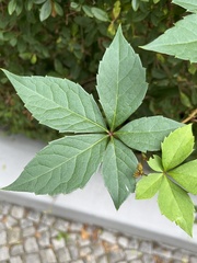 Parthenocissus quinquefolia