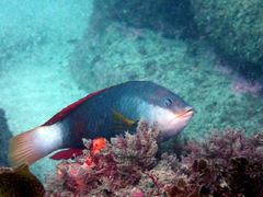 Notolabrus gymnogenis