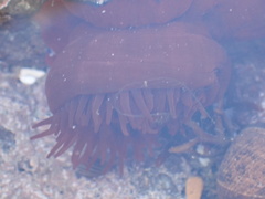 Actinia equina