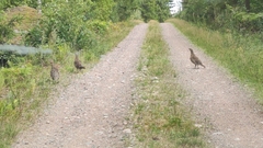Tetrao urogallus