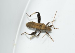 Heegeria tangirica