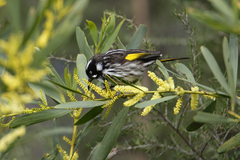 Phylidonyris novaehollandiae