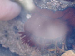 Actinia equina