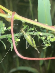 Oecanthus nigricornis