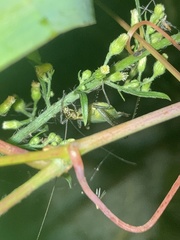 Oecanthus nigricornis