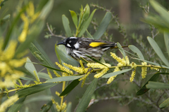 Phylidonyris novaehollandiae