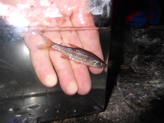 Notemigonus crysoleucas